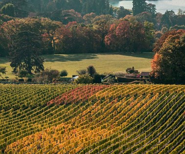 header autumn swiss wine tour