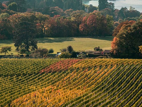 header autumn swiss wine tour