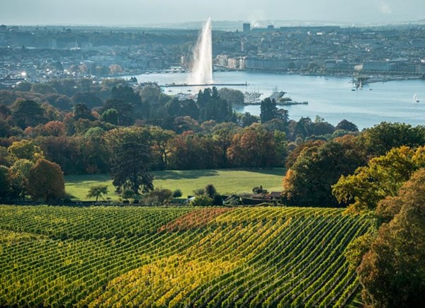  wine-Geneva