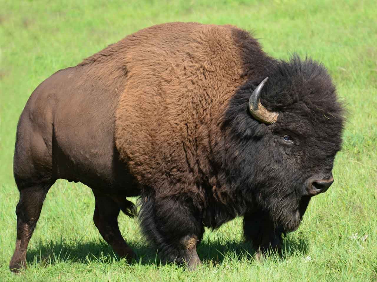 bison-made-in-geneva 1280x960