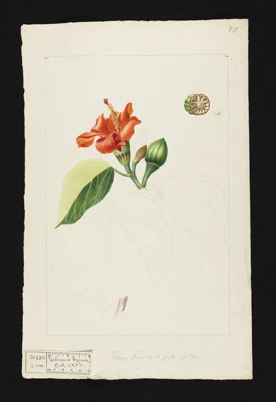 Dessin d'un Hibiscus azanzae DC.de Madame Nancy Almeras