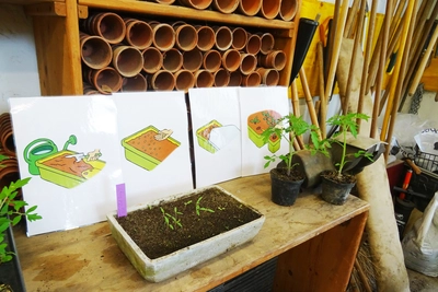 The extraordinary journey of the tomato Lieu: le rempotoir avec des semis de tomates et en en fond des pot