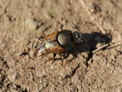Dung beetles Bousier