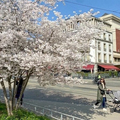 Une photographie d'un arbre genevois en fleurs
