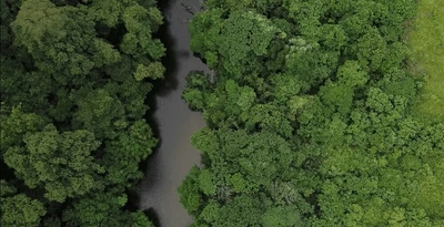 Vue plongeante sur une forêt