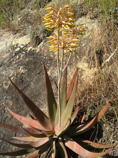 Une aloé en fleur. Au nord de Madagascar, les espèces du genre Aloe sont utilisées pour lutter contre le diabète, la rougeole et les plaies qui ne guérissent pas.