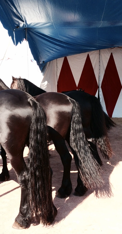 La couleur des choses Ce sont des cheveaux devant un rideau de cirque. Mais on voit que leur crinière et leur arrière-train.