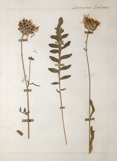 The herbarium of Jean-Jacques Rousseau Une planche de l'herbier Jean-Jacques Rousseau. Nom actuel: Centaurea scabiosa L.; nom vernaculaire de Rousseau: Jacée Scabieuse ou grand Bleuet