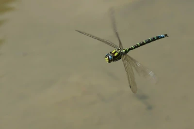 Libellule
