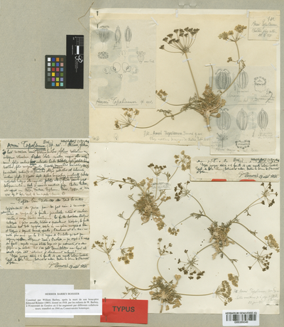 The Women of the Geneva Botanic Garden Holothypus de Ammi Topalii Beauverd, collectrice Sofia Topali, Grèce, 22.06.1935.