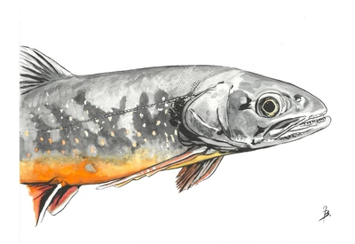 Illustration d'Omble chevalier