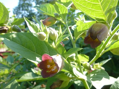 La Belladonne en fleur