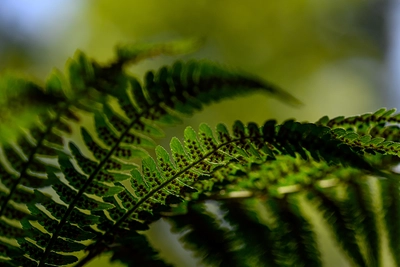 Gros plan d'une fougère