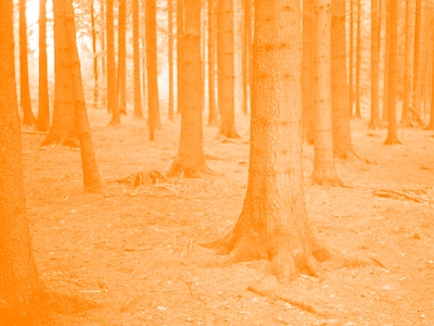C'est la photo d'une fôret mais on voit que les arbres depuis le bas. On voit que les racines. La photo a un filtre de couleur.