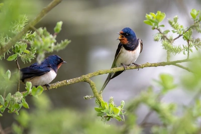 Deux hirondelles rustiques sur une branche. L'une d'entre elles a le bec ouvert.