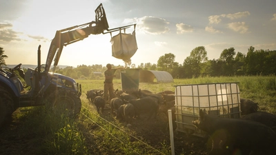 Un éleveur nourrit un troupeau de cochon dans un champs ensoleillé.