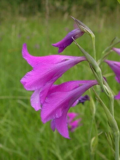 Glaïeul des marais, plante menacée en Suisse et dans la canton de Genève
