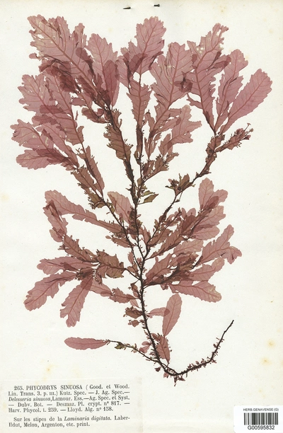 Amazing algae Specimen d’herbier d’une algue rouge, Phycodrys rubens (L.) Batters, recueillie par P.L. Crouan et H.M. Crouan en 1852 à Brest, en France