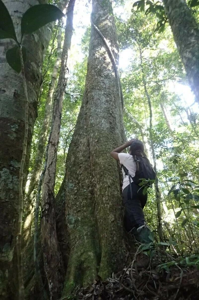Notre collaboratrice Aina Randriarisoa à la recherche des géants de la forêt du Sud-Est de Madagascar.
