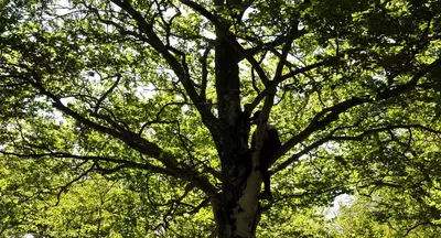 Perchée Sur cette image, il y a une personne perchée sur les branches d'un arbre.