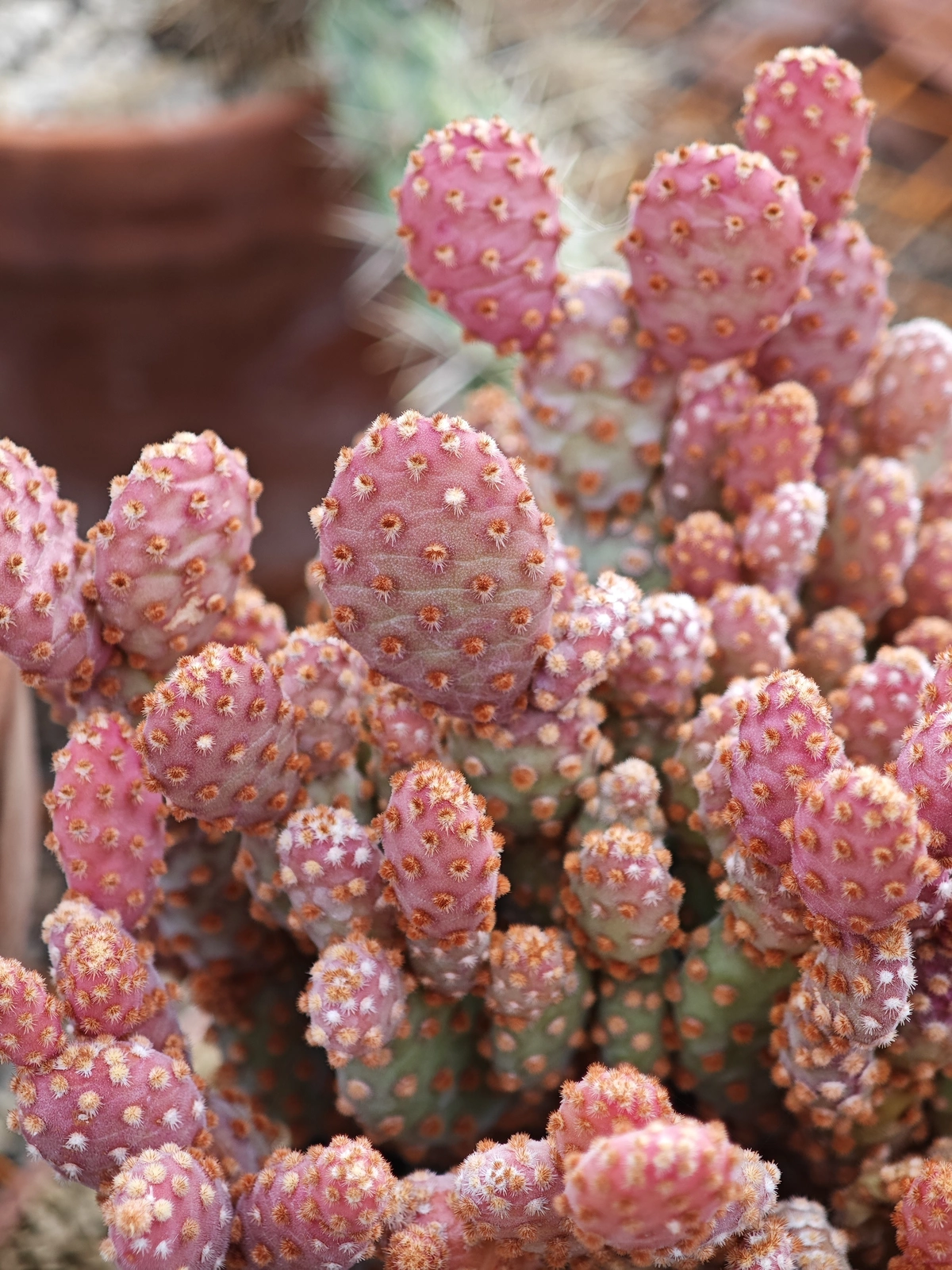 Plantes succulentes et cactus