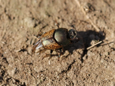 Dung beetles and eco-grazing Bousier