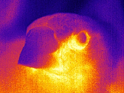 The Mind-Body Problem Robin Meier Wiratunga