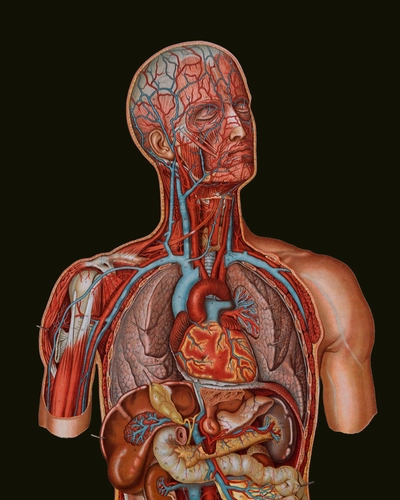 Anatomy Planche anatomique du haut d'un corps d'homme sur laquelle on voit ses organes