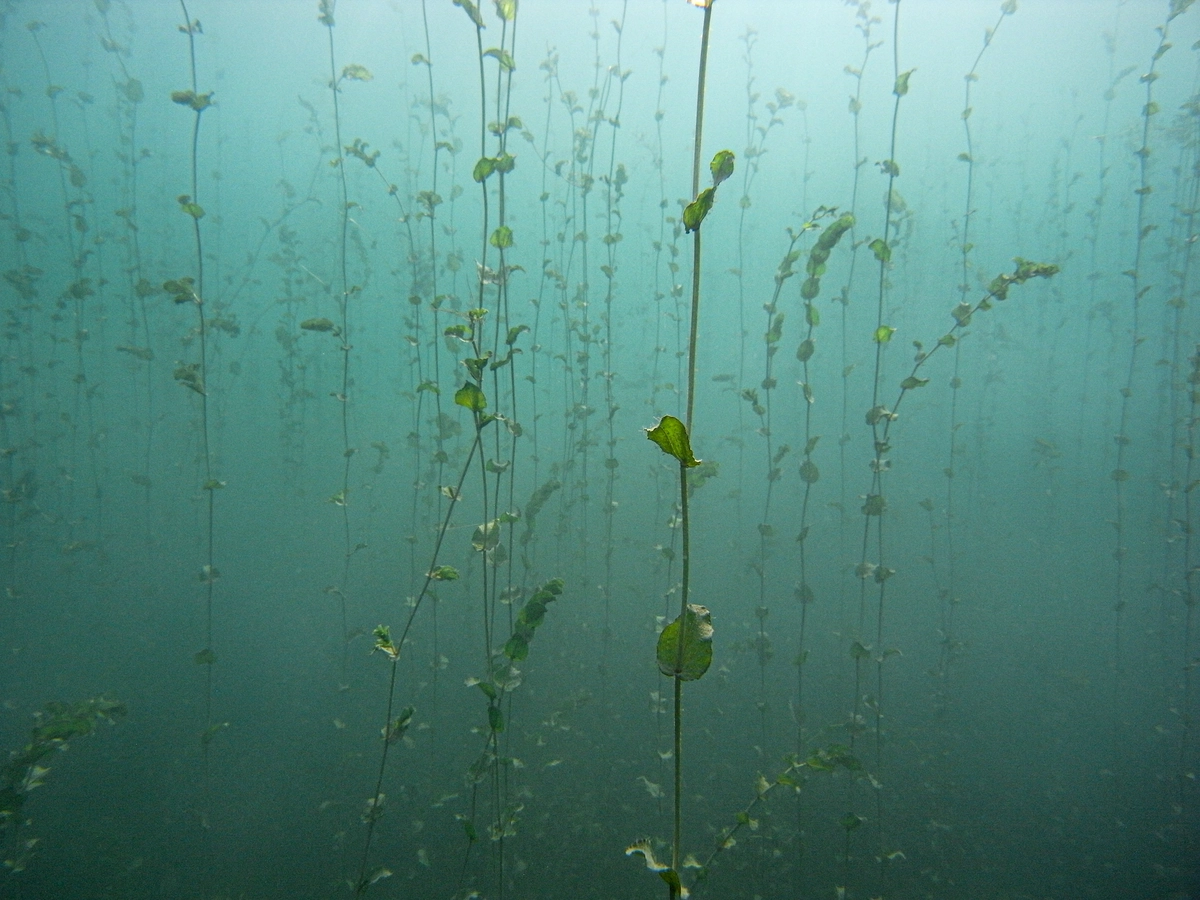 Herbiers sous-lacustres : les secrets des plantes du Léman