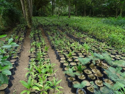 Plante en multiplication dans le cadre du projet Multipalms