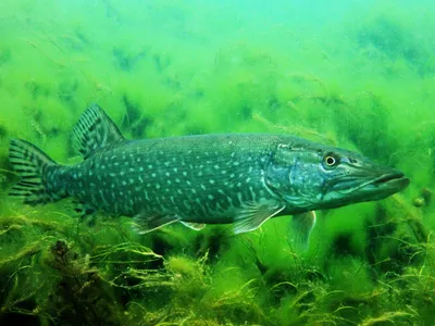 Brochet