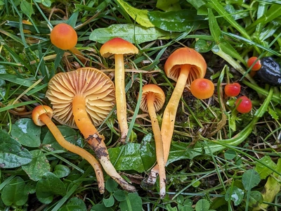 Hygrocybe mucronella, espèce menacée en Suisse qui pousse au Jardin Botanique de Genève.