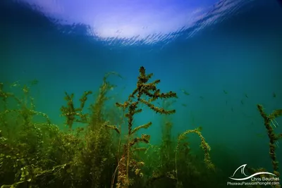 Herbiers sous-lacustres : les secrets des plantes du Léman Photos d'un herbier aquatique