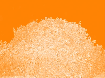 Le Repas Le haut d'un arbre plein de feuilles. Comme un grand buisson rond. La photo a un filtre de couleur.