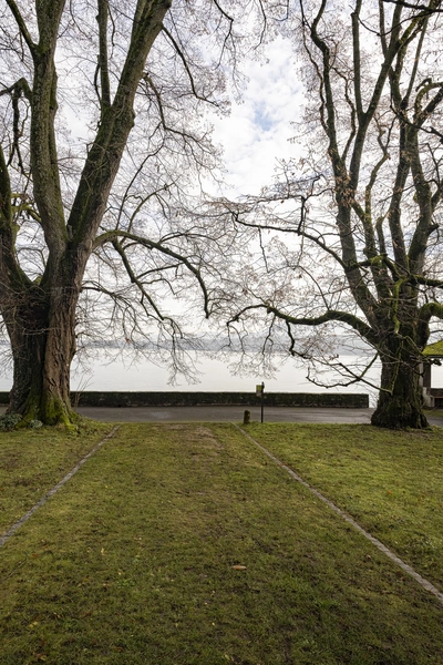 Deux grands tilleuls en hiver avec le lac en ariière plan