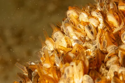 Hidden Life of Lake Geneva: Mollusks and Crustaceans Under the Microscope – Family Activity Photo macro de moules quagga