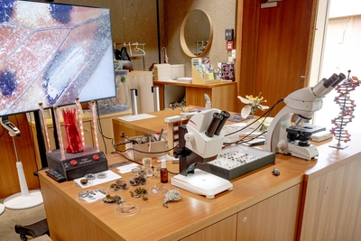 Table avec plusieurs échantillons végétaux à observer, loupe binoculaire et écran d'observation.