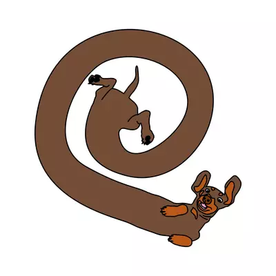 Looooooongue Une illustration d'un chien teckel très long et enroulé en spirale
