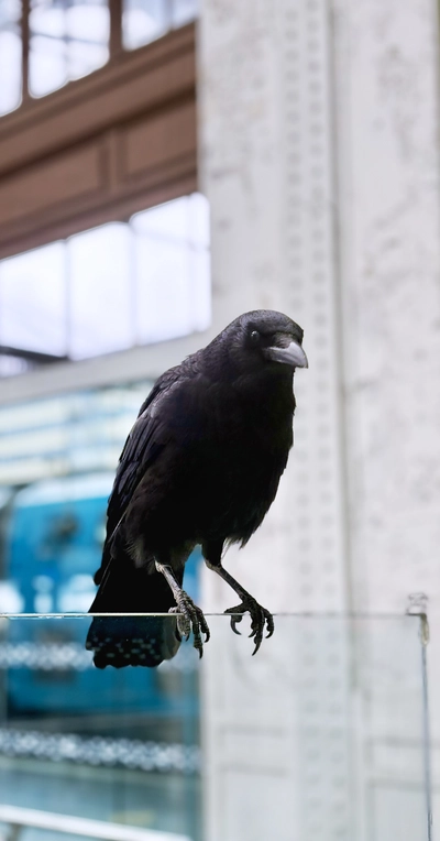 C'est un oiseau noir, très probablement un corbeau sur une parroi transparente. Derrière lui on aperçoit un bâtiment, comme s'il était dans un environnement de ville.