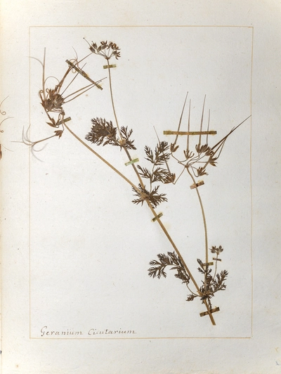 Planche de Geranium cicutarium issue de l'herbier de Jean-Jacques Rousseau