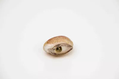 Œuvre de Mathilde Rosier. Il s'agit d'un œil humain réalisé en verre.