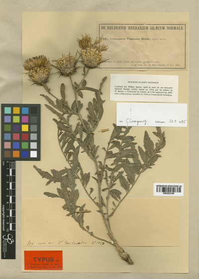 Extinct plants in the herbarium of the Geneva Botanic Garden Centaurea tuntasia, a été récoltée pour la toute dernière fois à l'état sauvage en 1942 (Grèce).