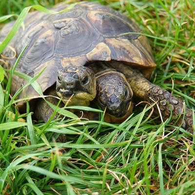 Janus, la tortue à deux têtes dans l'herbe