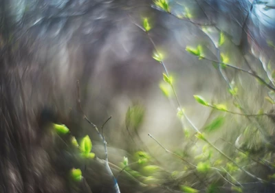 Des branchages verdoyants flous agités par le vent