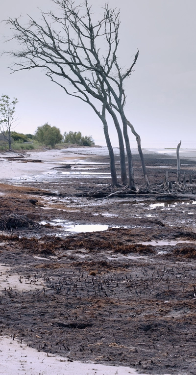 C'est la photo d'un arbre sans feuilles. Sur le bord d'une rivière presque à sec.