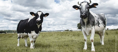 Feeding humanity is a profession Photographie prise dans un pâturage en plein air sous un ciel largement couvert de nuages gris et blancs.
Au premier plan, deux vaches se tiennent dans l’herbe et regardent vers l’objectif. La vache située à gauche présente une robe noire et blanche avec une large bande blanche sur le visage. La vache située à droite présente une robe blanche marbrée de taches grises et noires et porte deux cornes courtes recourbées vers le haut.
Le pré s’étend à perte de vue derrière les animaux. Plusieurs autres vaches sont visibles au loin, disséminées dans le paysage. Quelques arbres isolés apparaissent à l’horizon.
La lumière naturelle est douce en raison de la couverture nuageuse. Les couleurs dominantes sont les verts du pâturage, les noirs et blancs des vaches, ainsi que les gris et blancs du ciel.
Sur le bord droit de l’image apparaît un texte vertical indiquant le nom du photographe : « OLIVIER LAVAL ».
L’ensemble évoque une scène rurale paisible, mettant en avant deux vaches dans un vaste paysage agricole.