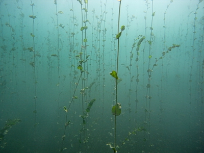 Des potamots (plante aquatique) grimpent jusqu'à la surface