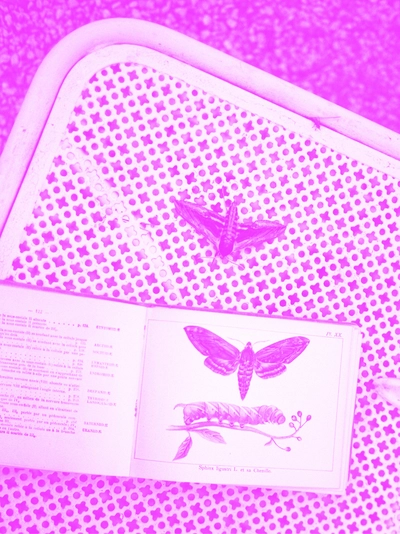 À l’écart Sur une table un papillon et un livre ouvert sur une page avec un papillon. La photo a un filtre de couleur.