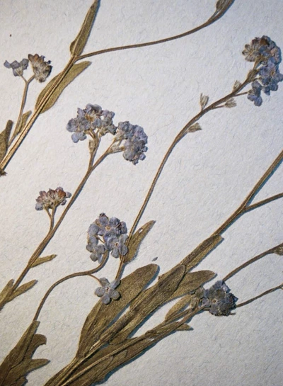 Planche de Myosotis sp. de l'Herbier du Jardin Botanique de Genève photographiée par Francesco Pennacchio dans le cadre de son ouvrage "Unlike Flowers"