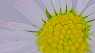 A closer look at living organisms Une pâquerette vue sous un microscope.